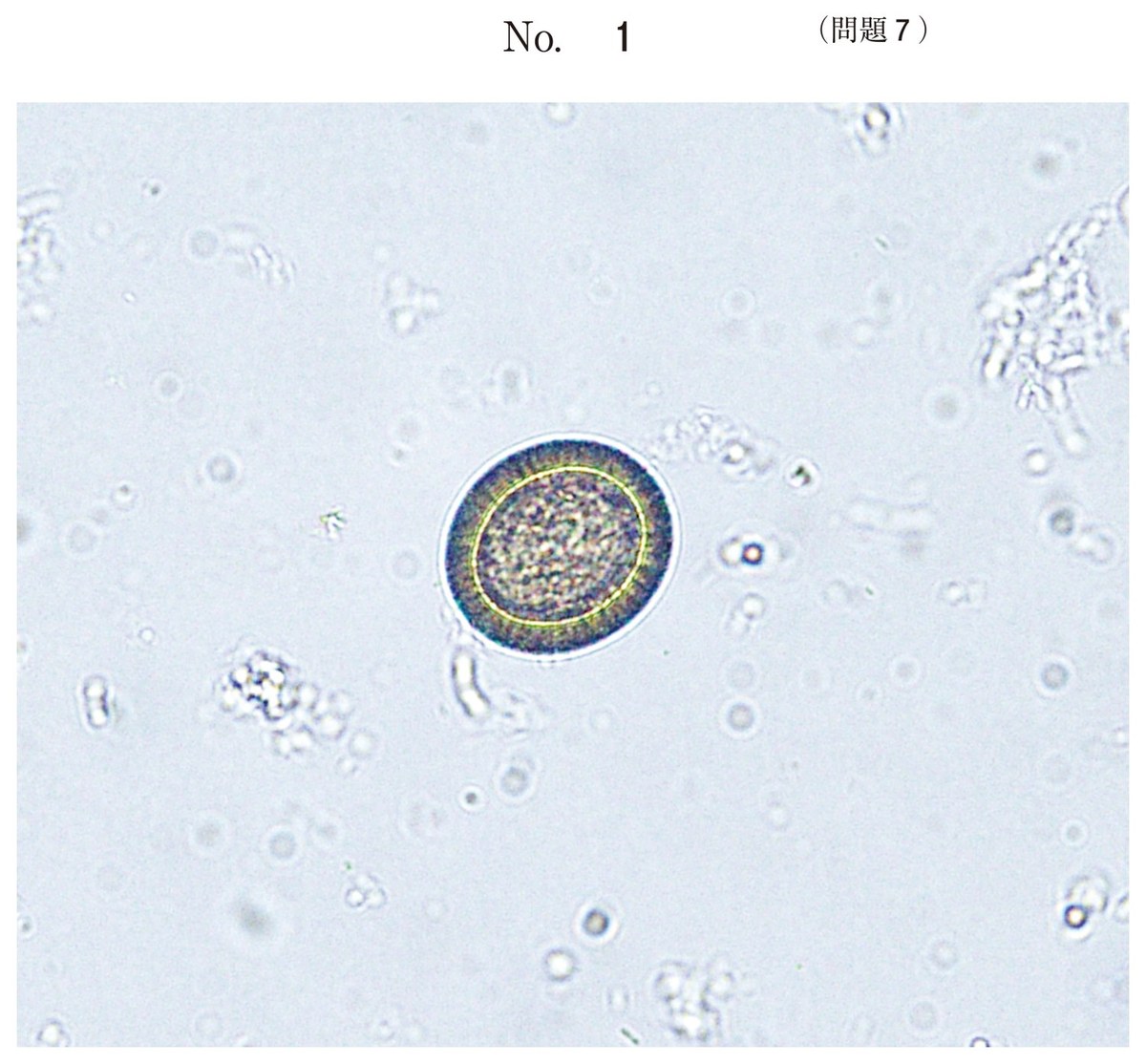第61回 午後7 の図