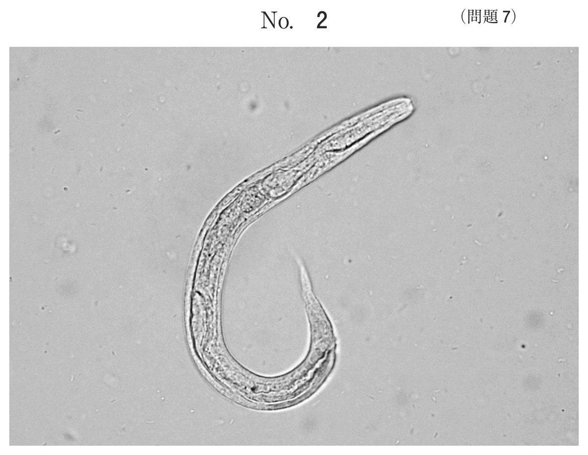 第62回 午後7 の図